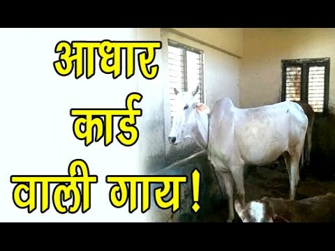 VIDEO: अब गायों का भी बनेगा ‘आधार’ देखे क्या होने वाला है