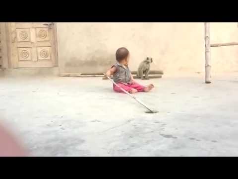 monkey video