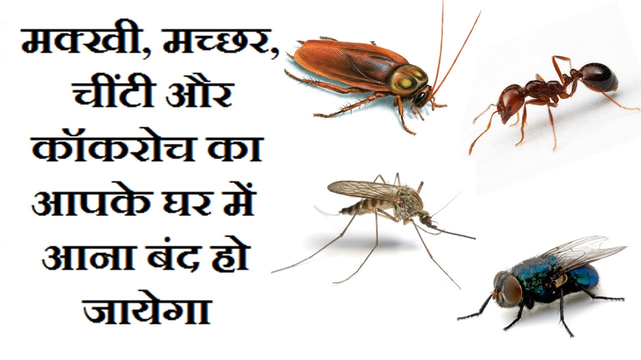 अपनाए यह तरीके, मक्खी हो या मच्छर, चींटी हो या कॉकरोच ये आपके घर में कभी नही आएंगे