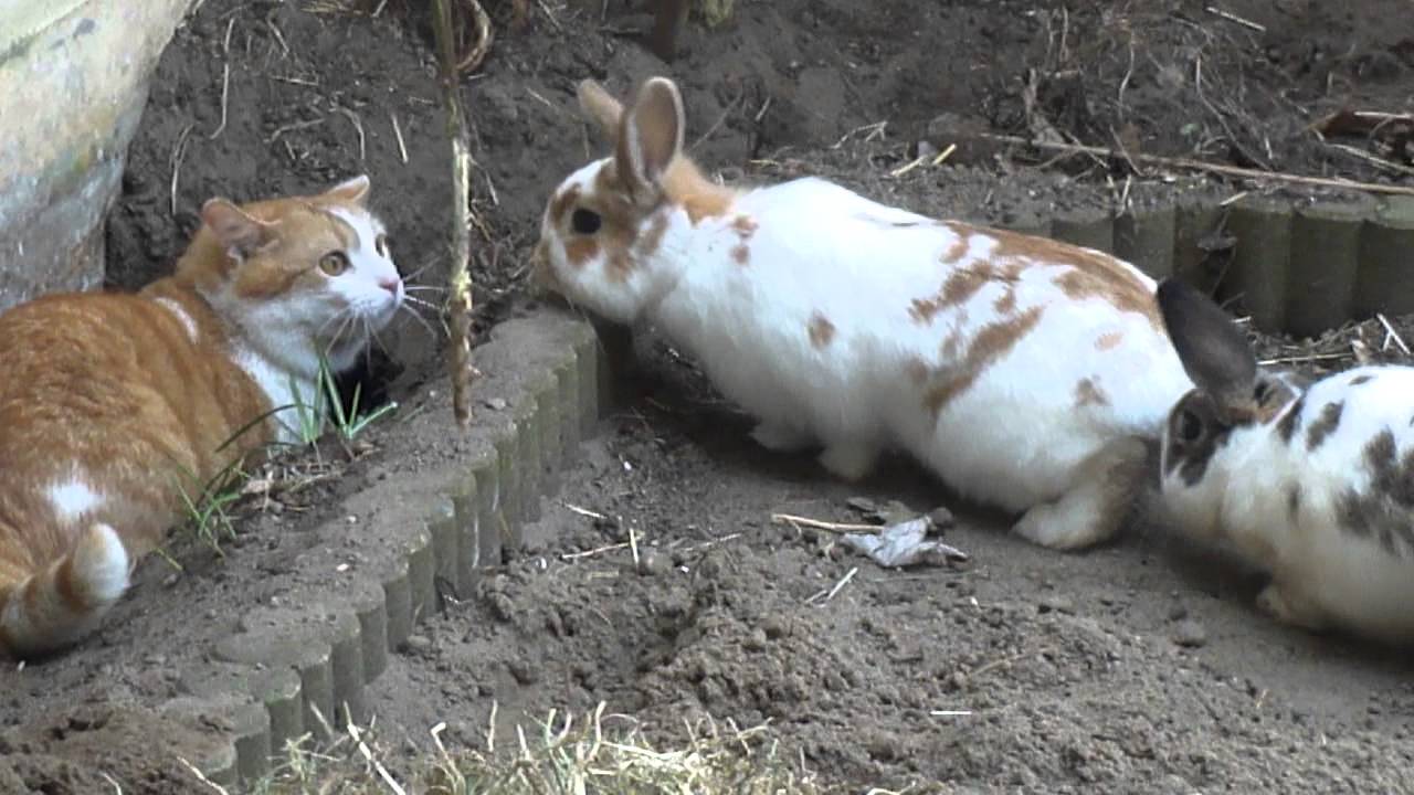 Cat vs Rabbits, देखें फनी वीडियो