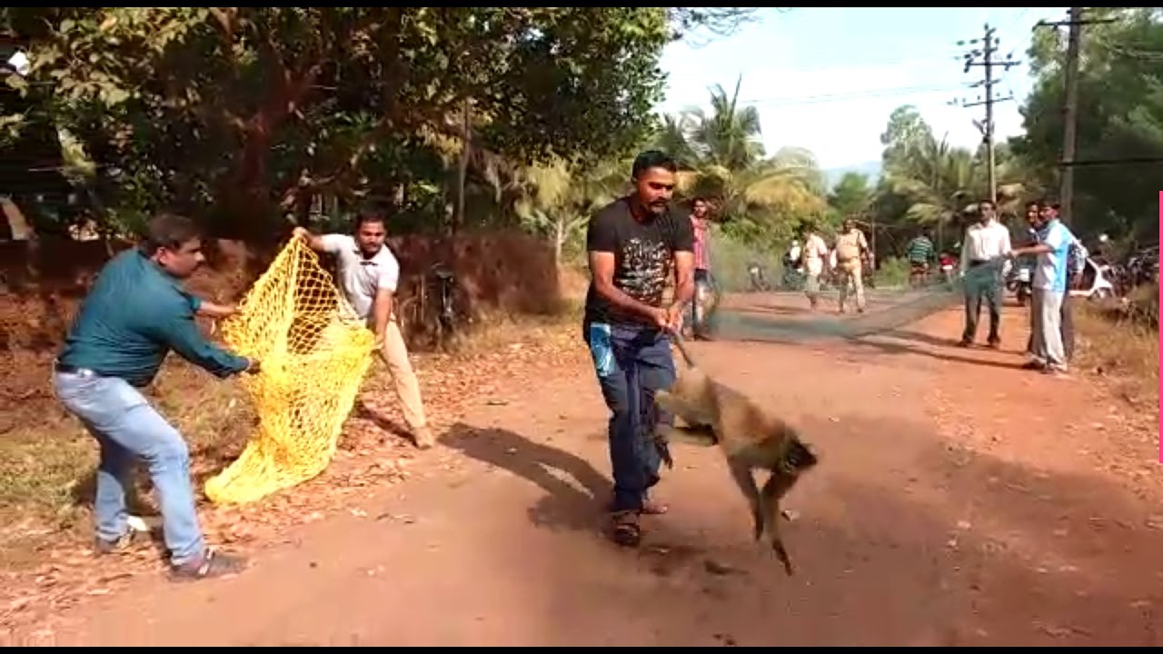 देखिये बन्दर को पकड़ने का अनोखा तरीका, भारत में ही होता हैं ऐसा