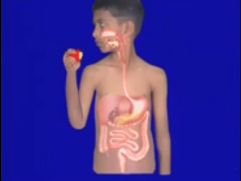 जाने पेट में खाना कैसे पचता हैं? || Human digestive system?